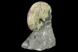Fossil Hoploscaphites Ammonite - South Dakota #131222-3